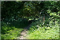 Path entering Maltby Wood