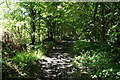 Path in Maltby Wood