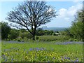 Bluebells and Buttercups, Aberbargoed Grasslands