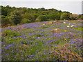 Bluebells Near Waunfawr