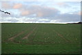 TF9640 : Winter wheat by N Chadwick