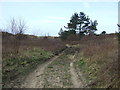 Coastal track Ainsdale Hills