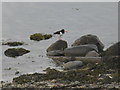 Oystercatcher on the rocks