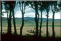 Arable fields at Guise through the shelter belt