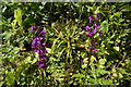 Purple Orchid at the start of the path to Maryknowle Farm