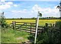 Footpath through Buttercups