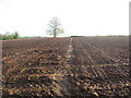 Footpath crosses ploughed field