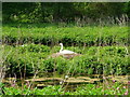 SK2165 : A nesting swan in Lathkill Dale by Andrew Whale