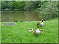TQ1860 : Canada geese and goslings at Stew Pond by Marathon