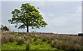 SD7247 : A handsome tree on the moor by Ian Greig