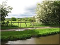 Heron on the towpath, Woodley