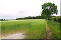 Barley crop by the Dell