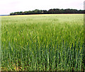 Ripening barley beside the path to Stow Fen