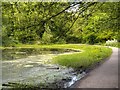 Shallow Pool in Sankey Valley Park