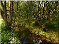 Black Brook at Glass House Close Wood