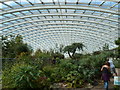 SN5218 : Inside the Great Glasshouse at the National Botanic Garden of Wales by Jaggery