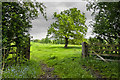 Gate and tree off the A671