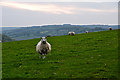 West Somerset : Grassy Field & Sheep