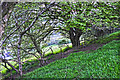 West Somerset : Grassy Field & Trees