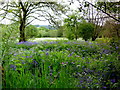 Wildflower meadow at Sandgate