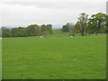 Pasture at Ballochneck