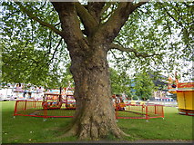 TM1544 : Large London Plane Tree by Hamish Griffin