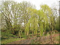 Footbridge over a minor tributary of the River Colne