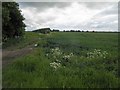 Farm track and hedge near Marshchapel