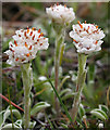 C0839 : Mountain Everlasting by Anne Burgess
