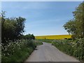 Rape field on Whiteway Hill