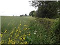 Hidden footpath along the edge of a field of Rape