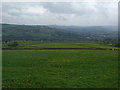 Grazing north of Buxton Old Road