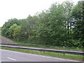 Trees beside the A6