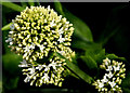 White valerian, Newtownards (May 2014)