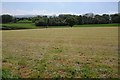 Recently cut silage field