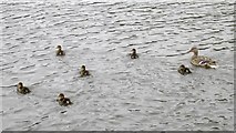 NT2773 : Duck and ducklings, St Margaret's Loch, Edinburgh by Graham Robson