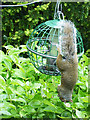 NY9363 : Squirrel gymnastics by Oliver Dixon