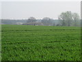 Farmland northeast of Moat Farm Cottages (2)