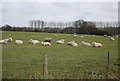 Sheep, Plumpton Farm