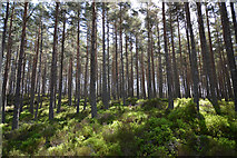 NH9917 : Abernethy Forest by Clive Giddis