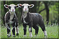 SS8819 : Mid Devon : Lambs Grazing by Lewis Clarke