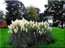 L9884 : County Mayo - Westport House Grounds - Pampas Grass by Suzanne Mischyshyn
