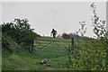 Mid Devon : Grassy Field & Bonfire