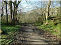 Path through Milndavie Glen