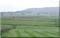 Grazing, Lower Anchor Farm