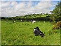 Cows, Magheranageeragh