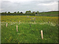 SD7763 : Newly planted trees by Back Lane by Karl and Ali