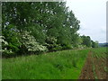 NT9039 : Part hedge, part strip of trees bordering beanfield near Lookout, Crookham by ian shiell