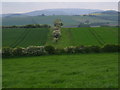 Hedge system south of New Heaton, Northumberland