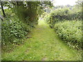 Path through Lawrence Street Allotments